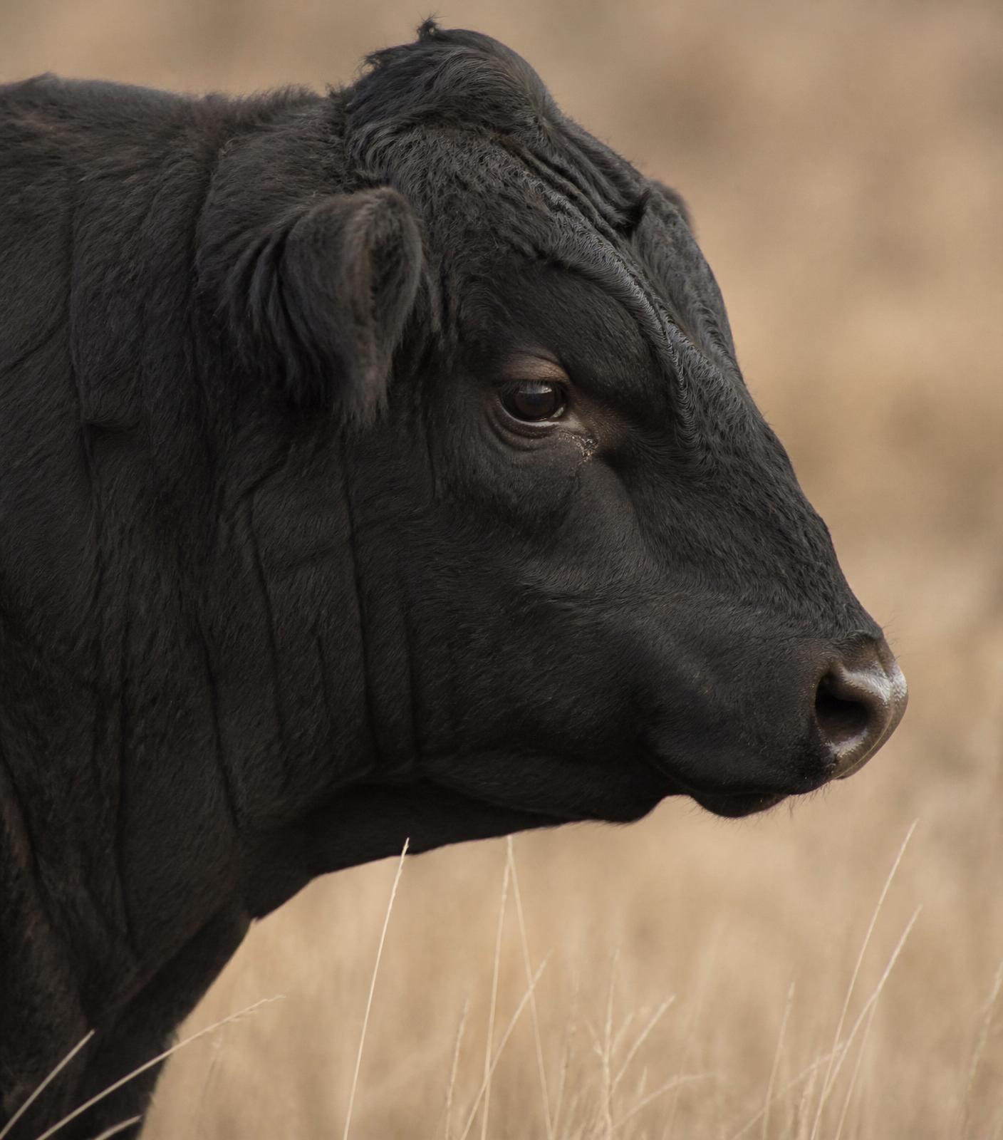 Retrato de un toro Black Angus